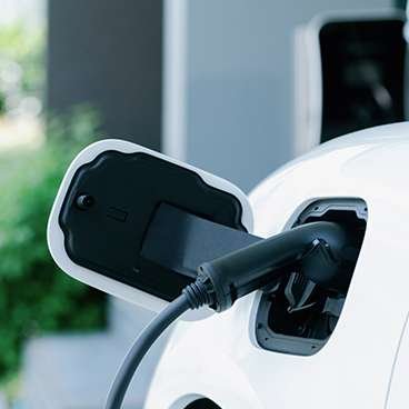 pigeon under solar panels