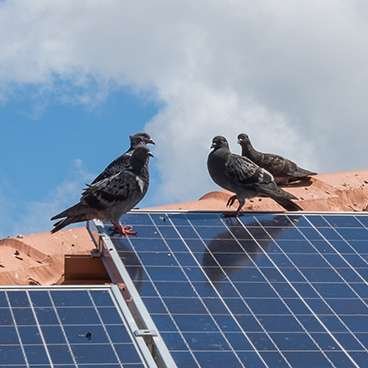 solar panel cleaning, solar power cleaning, solar panels cleaning, solar panel cleaning services near me, solar panel cleaning service near me