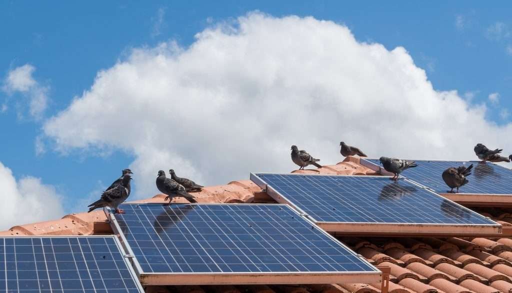 Pigeon Barriers for solar panels, Pigeon Exclusions for solar panels, Squirrel barriers for solar panels, pest exclusion for solar panels